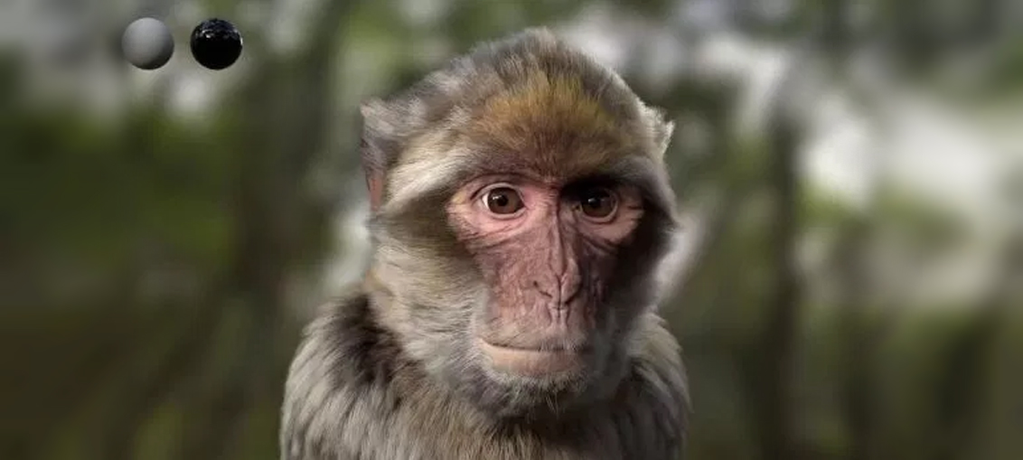 Barbary Macaque CGI Breakdown